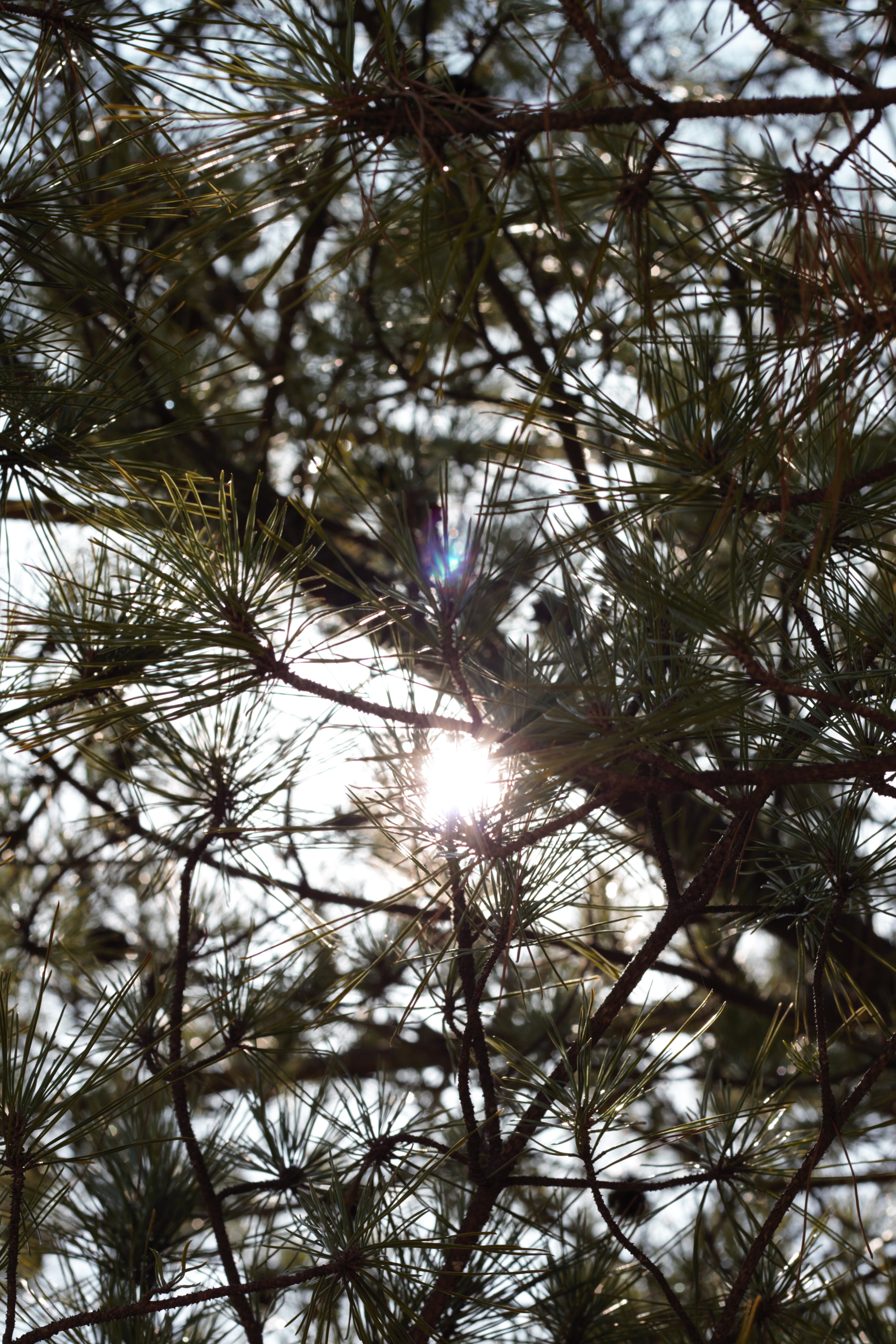 Baum mit Sonnenstrahlen