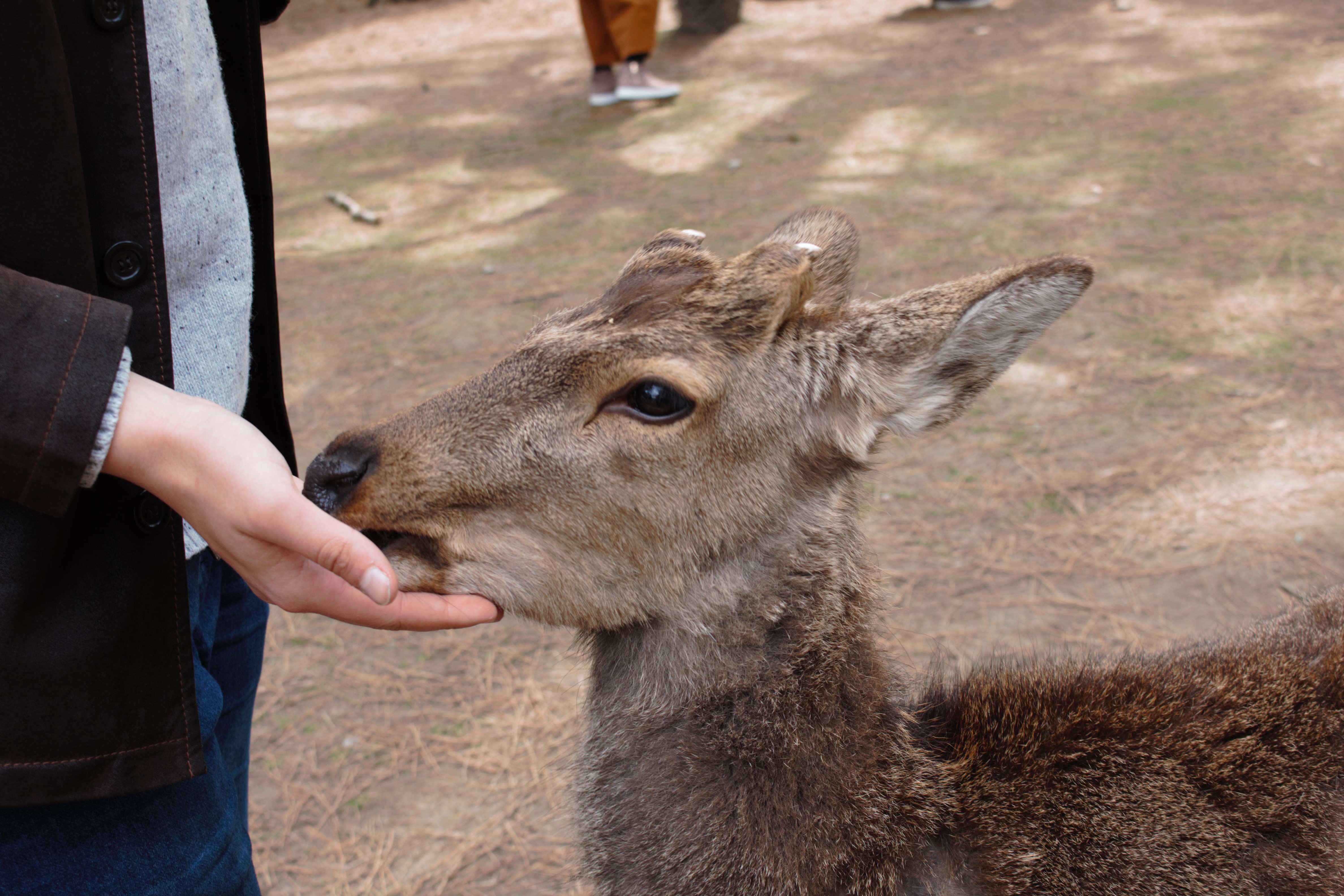 Reh in Nara, Japan