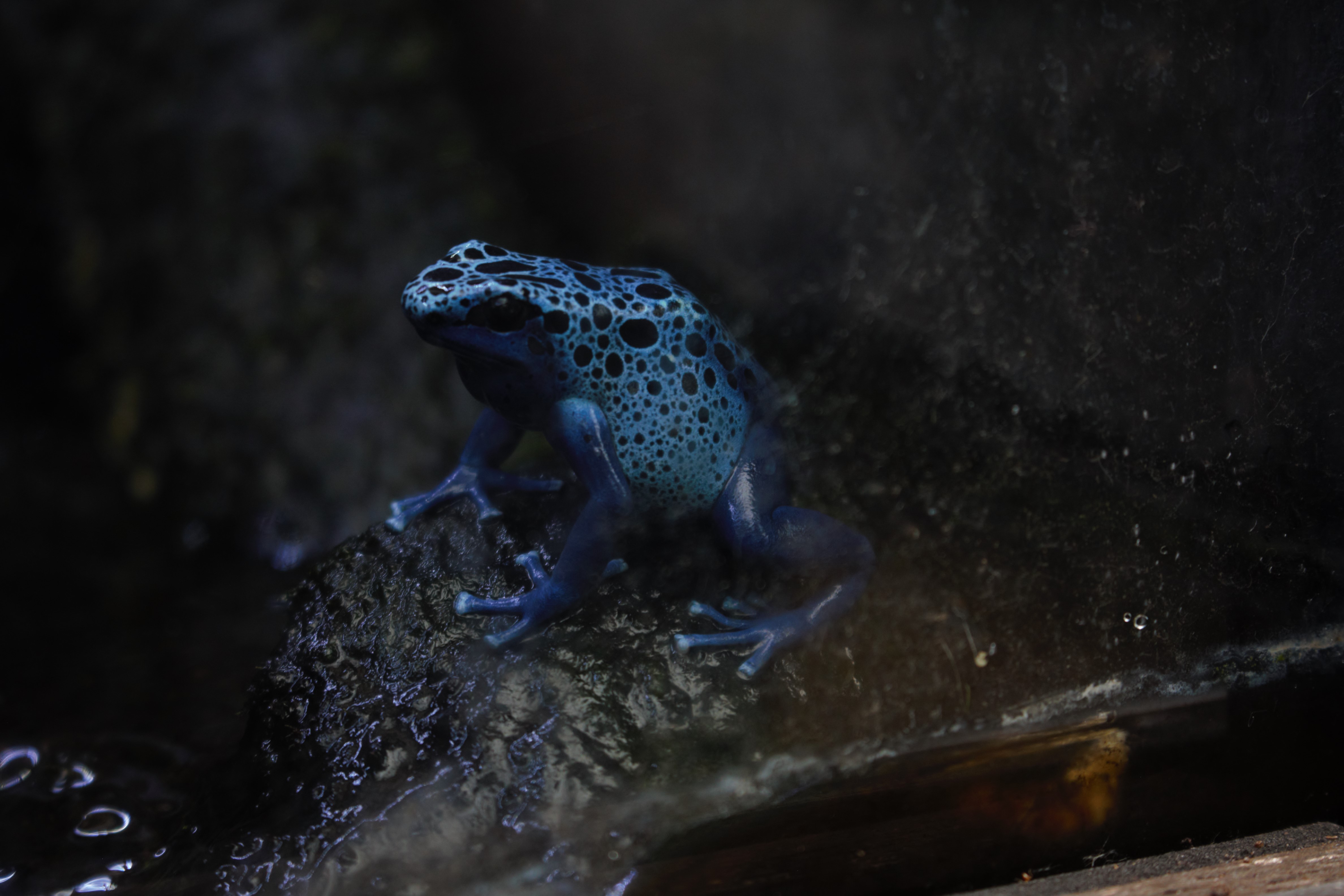 Blauer Frosch